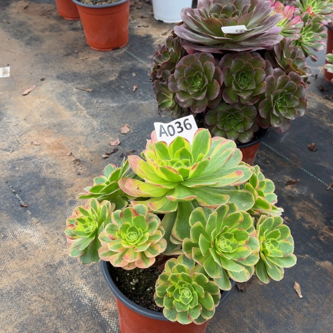 多肉植物奶白锦036多肉