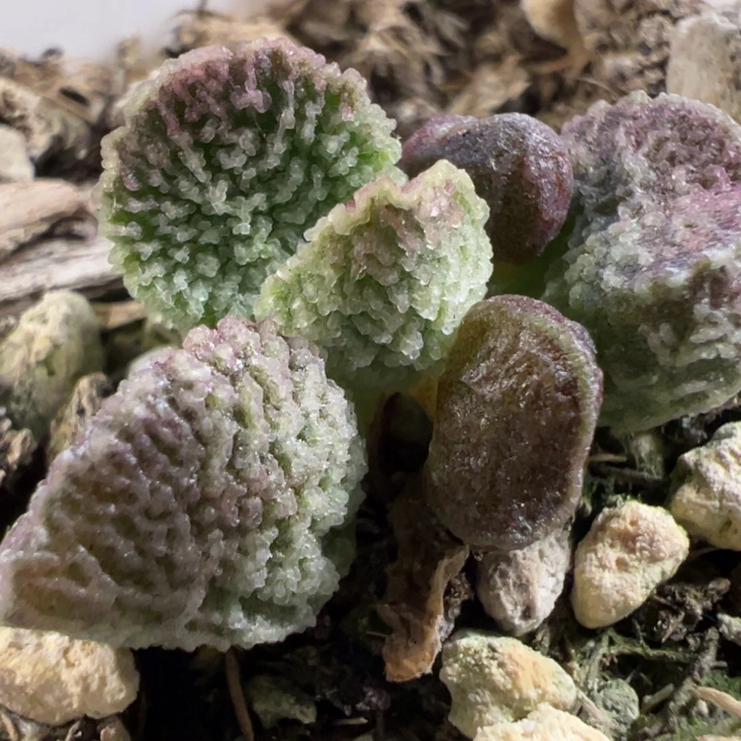 实生新品多肉植物水泡多肉植物