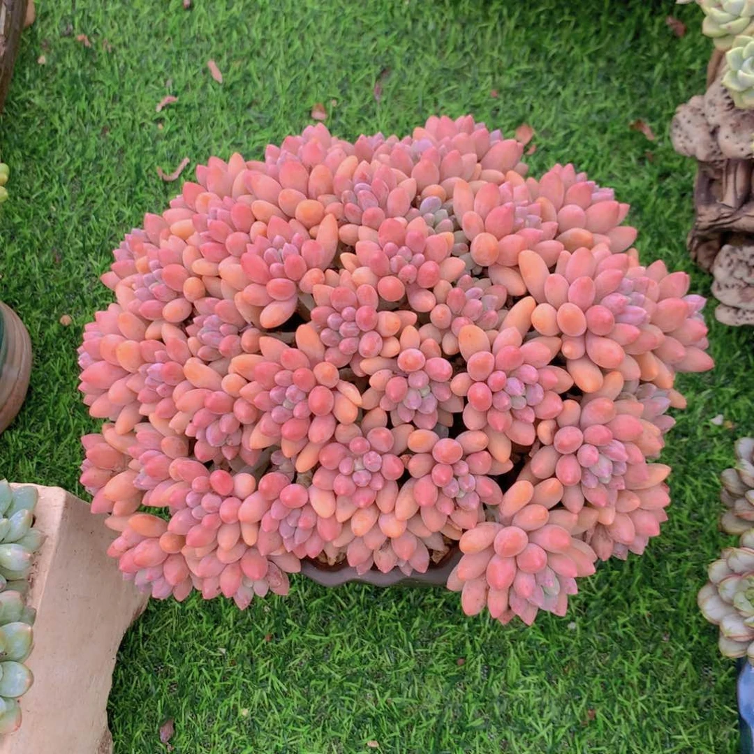 小****星黛露 一物一拍