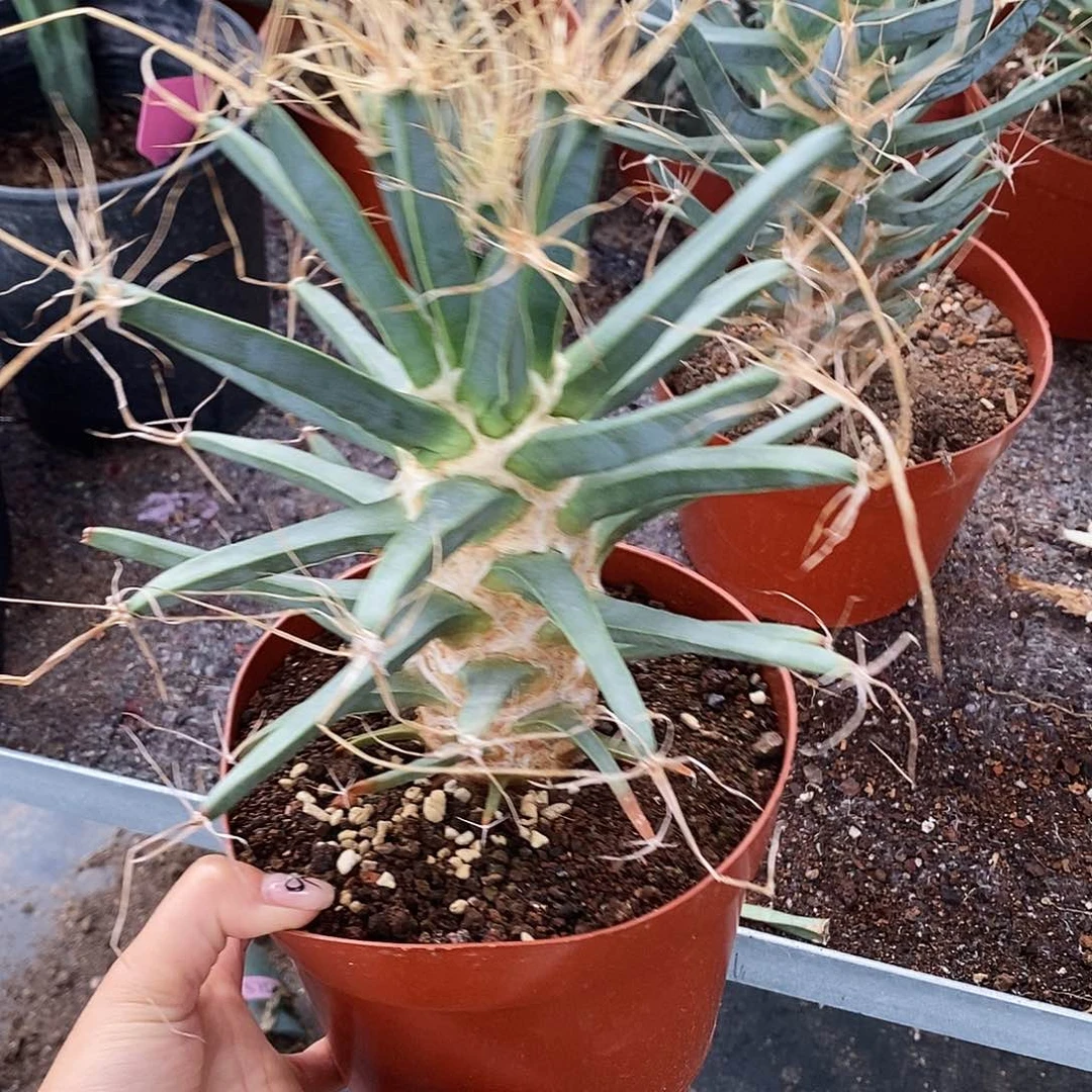 花花草草花花草草