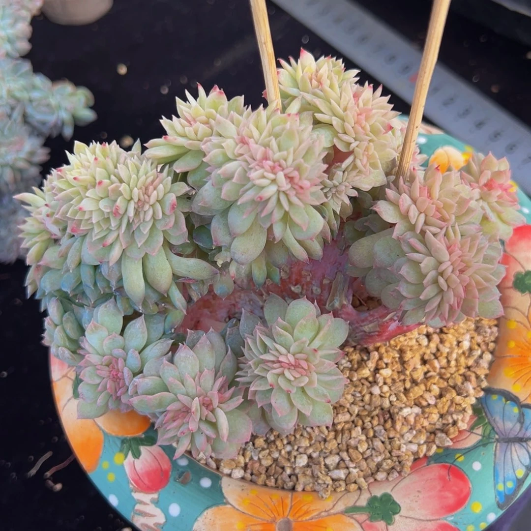 新年快乐 荷花 新年快乐