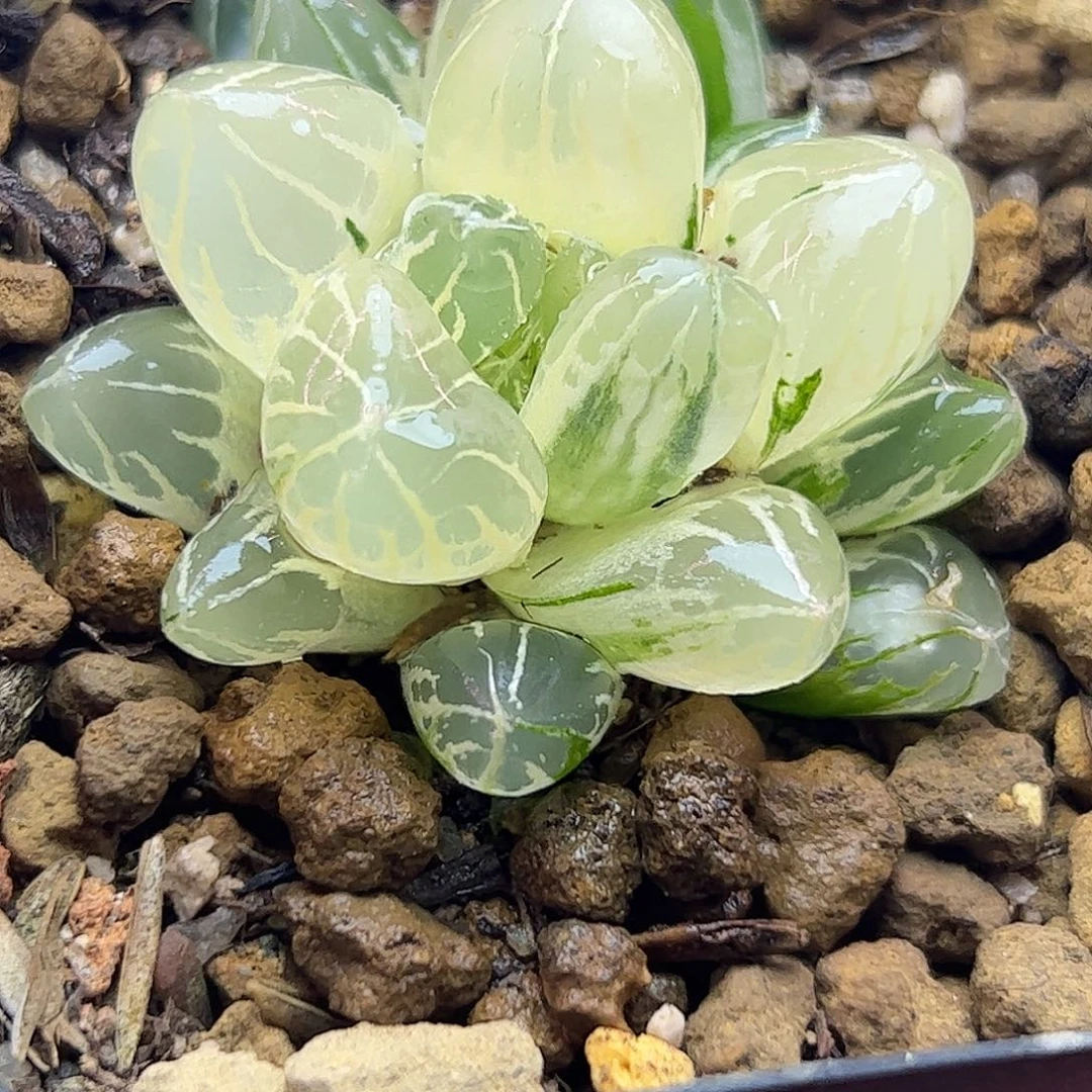 糊斑茵梦湖十二卷多肉