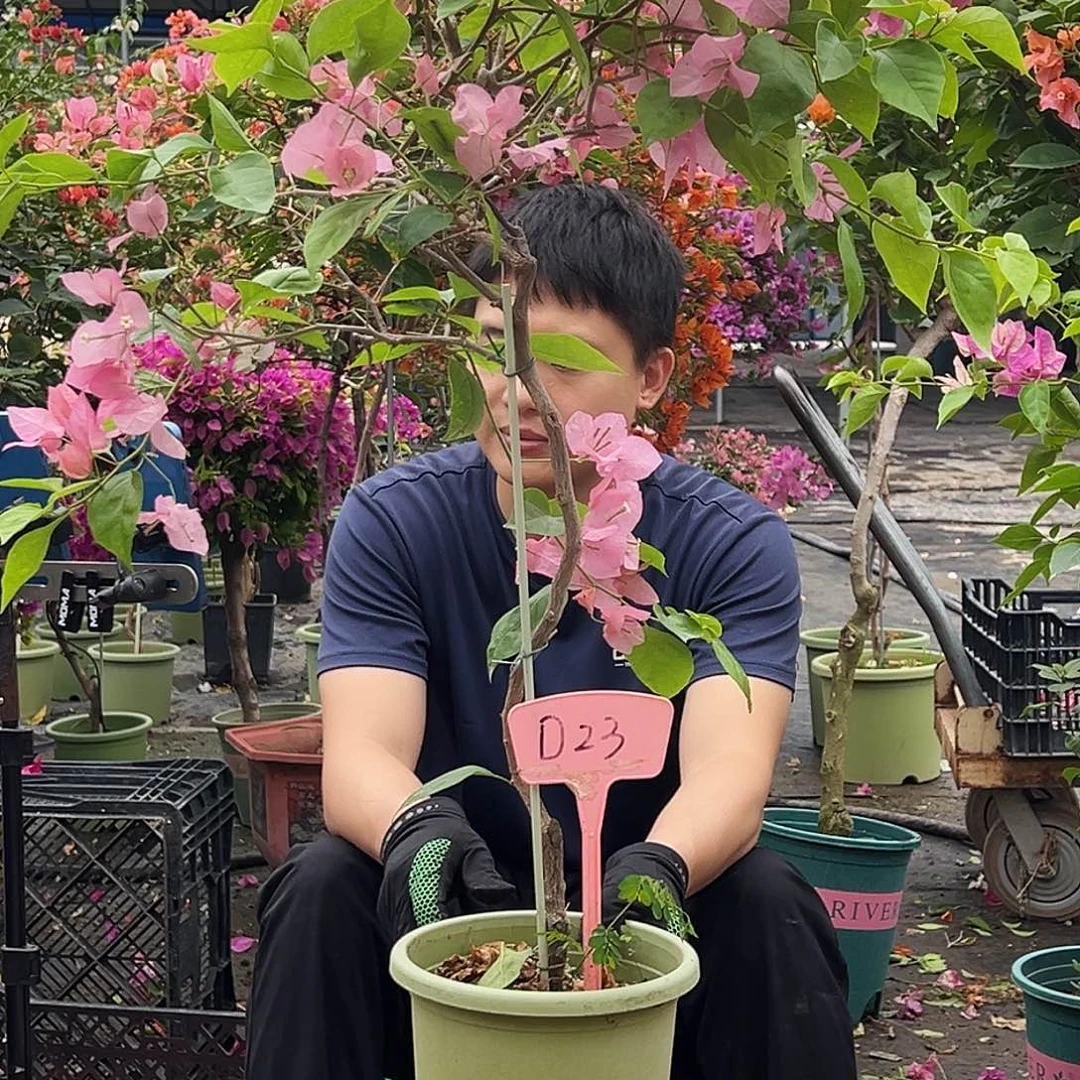 咖***糖大部分花苞少量开放D23橙粉