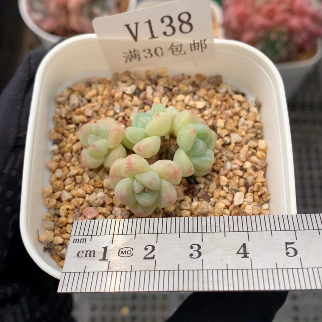 138。四头小脸冰玉。开播福利