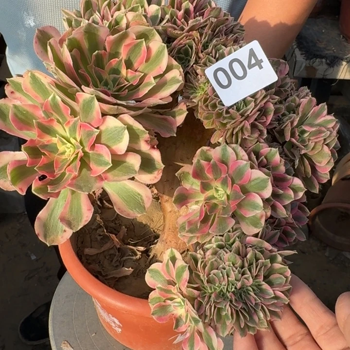 青苹果法师锦缀化004