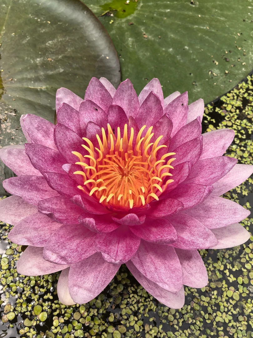 睡莲纳塔蒙花大开花多带花苞发货
