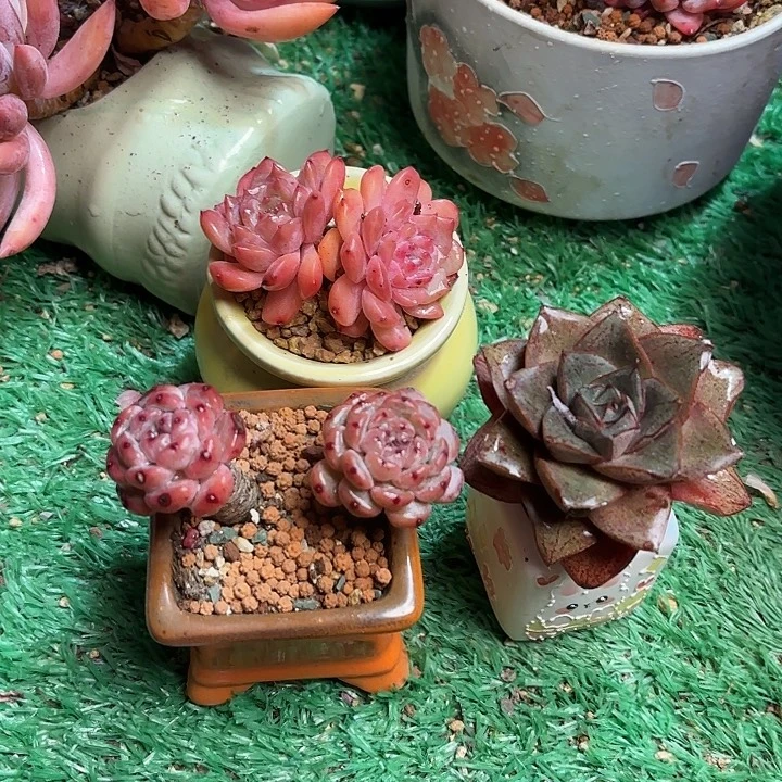 三颗 小精品带盆一起走快递