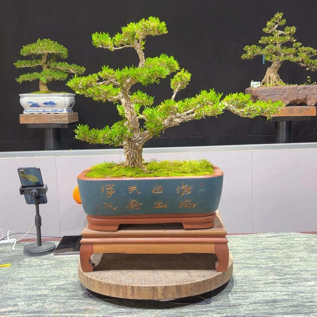 黄杨盆景老桩四季常青