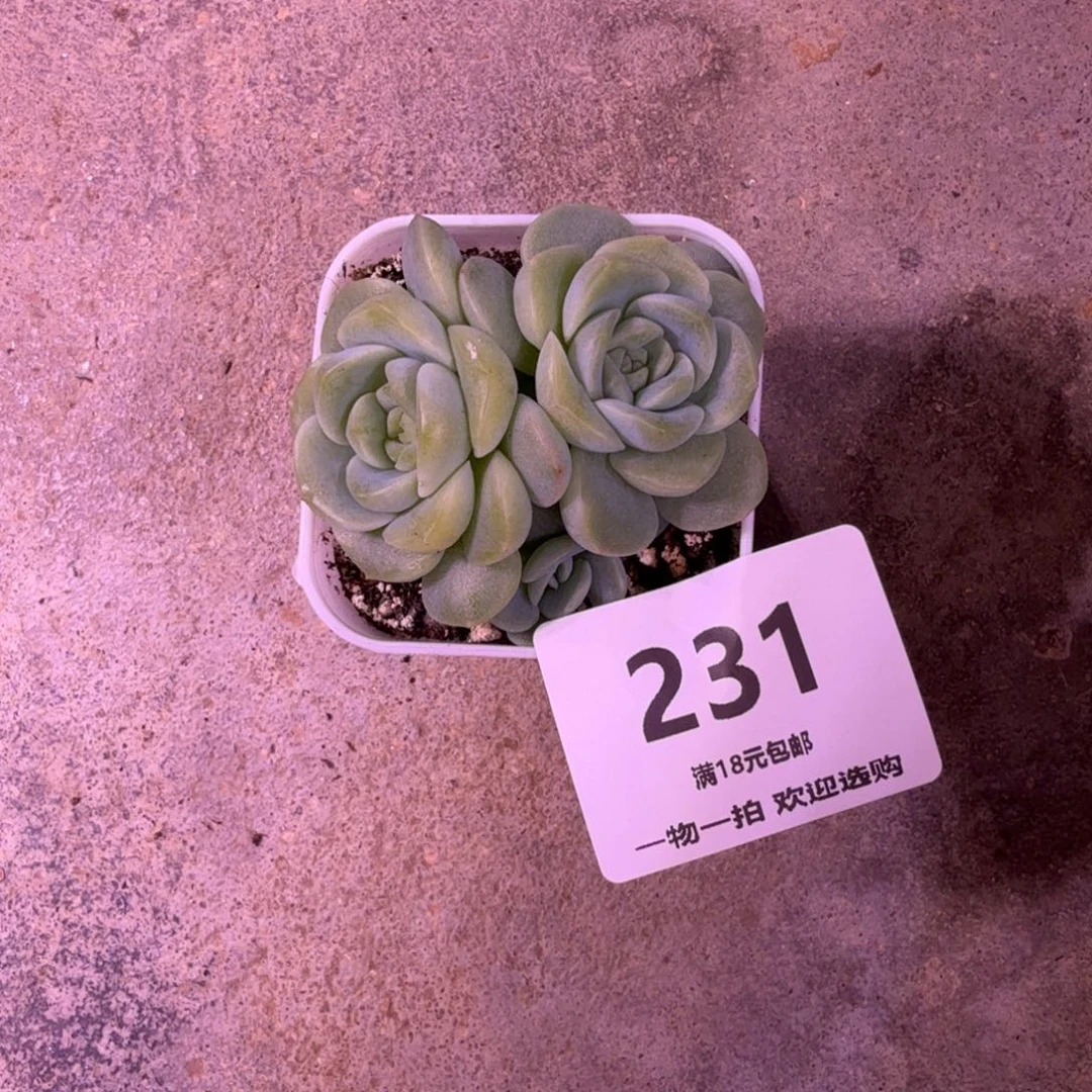 屈***胖谪仙双头一物一拍231