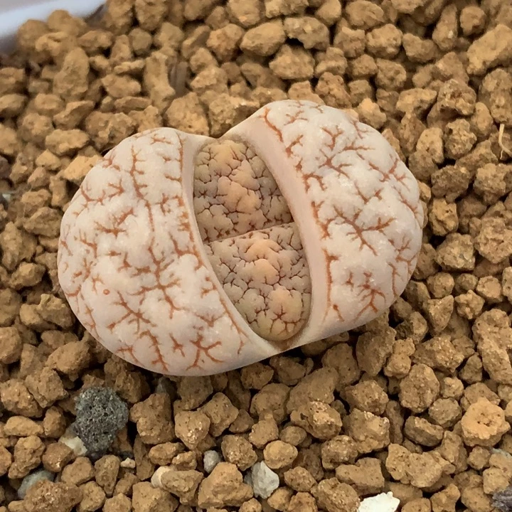 精品多肉植物c189