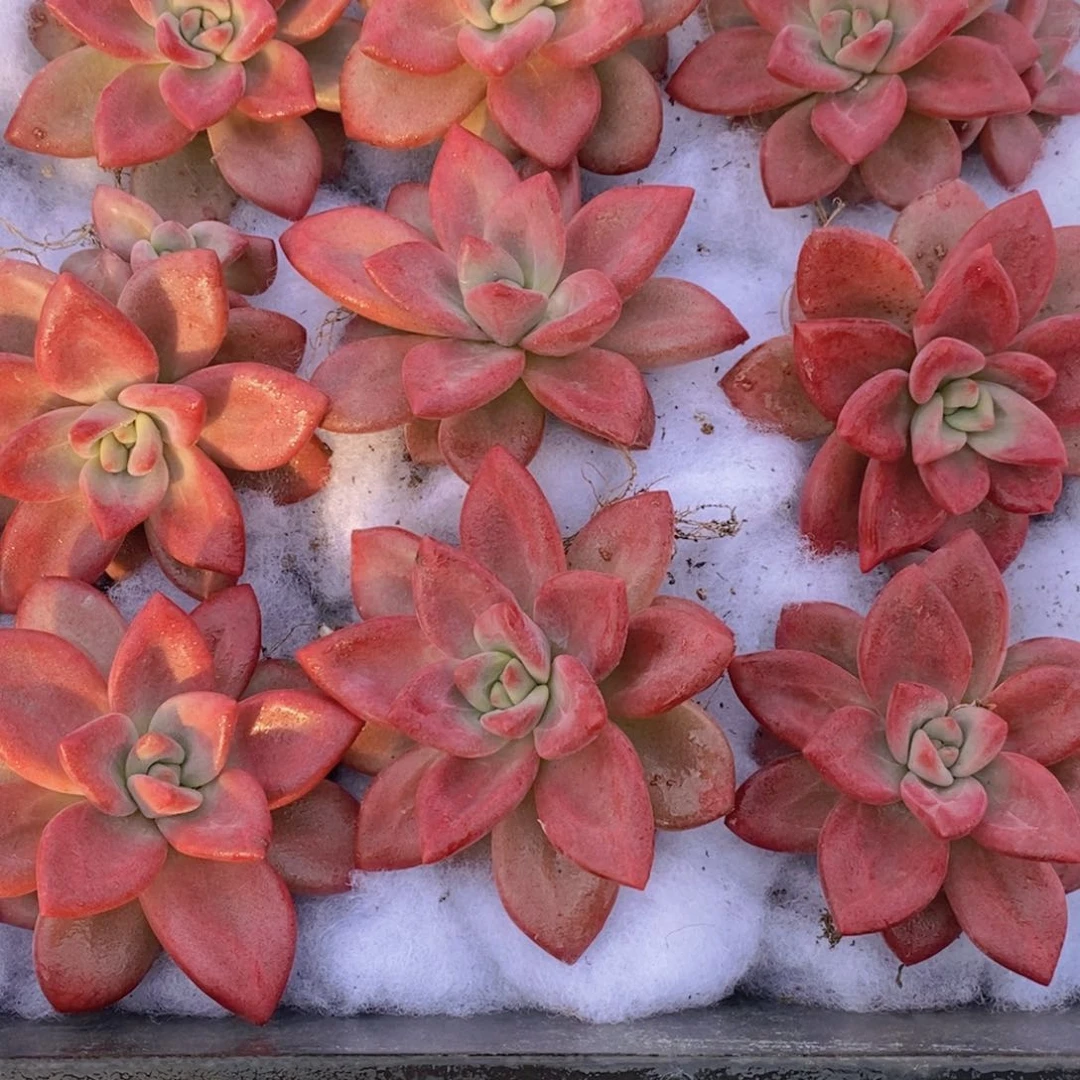 量拍17号 精品大母本老桩赫菲斯托单头一个