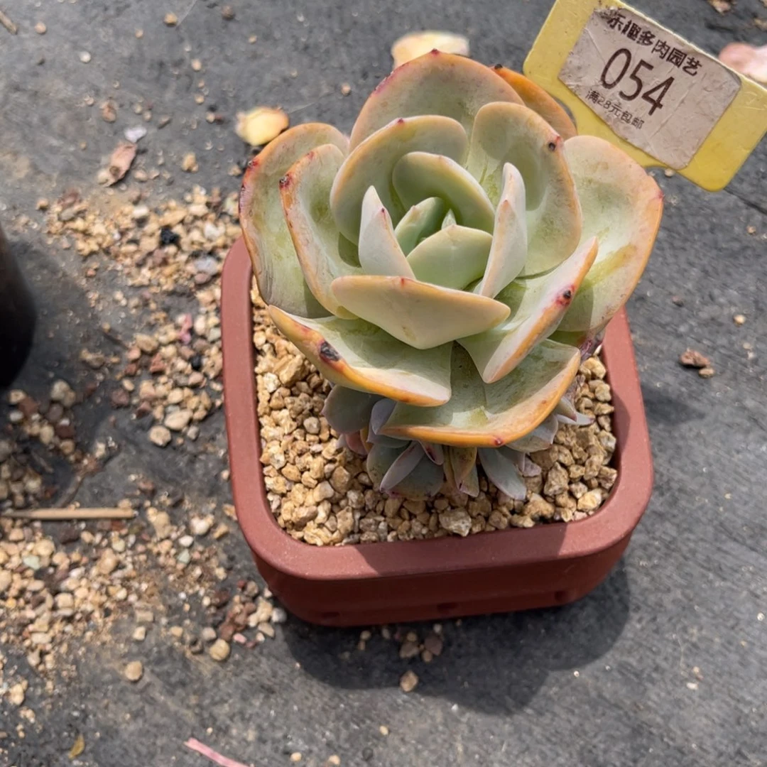 多肉植物一物一拍