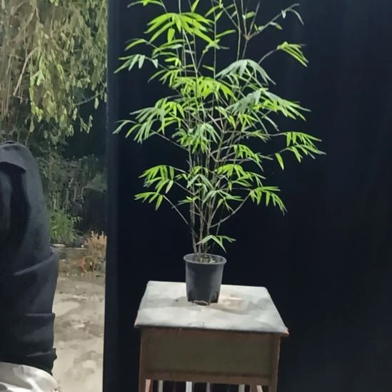 完全开放内门竹内门竹