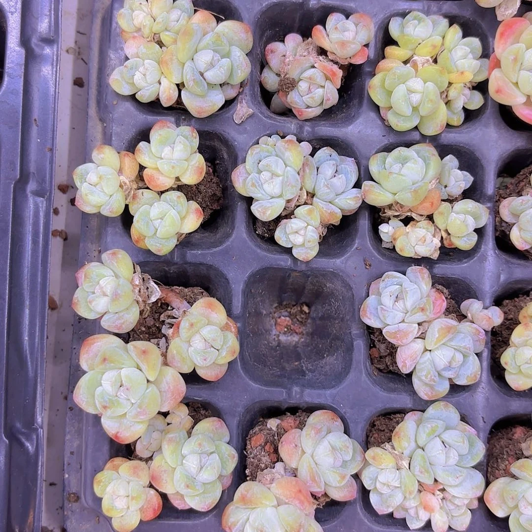 冰玉三四头发货一颗量拍