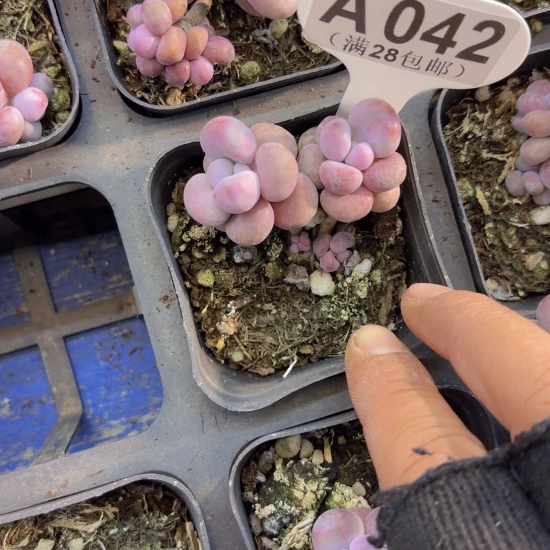 A042腰子蛋一物一拍