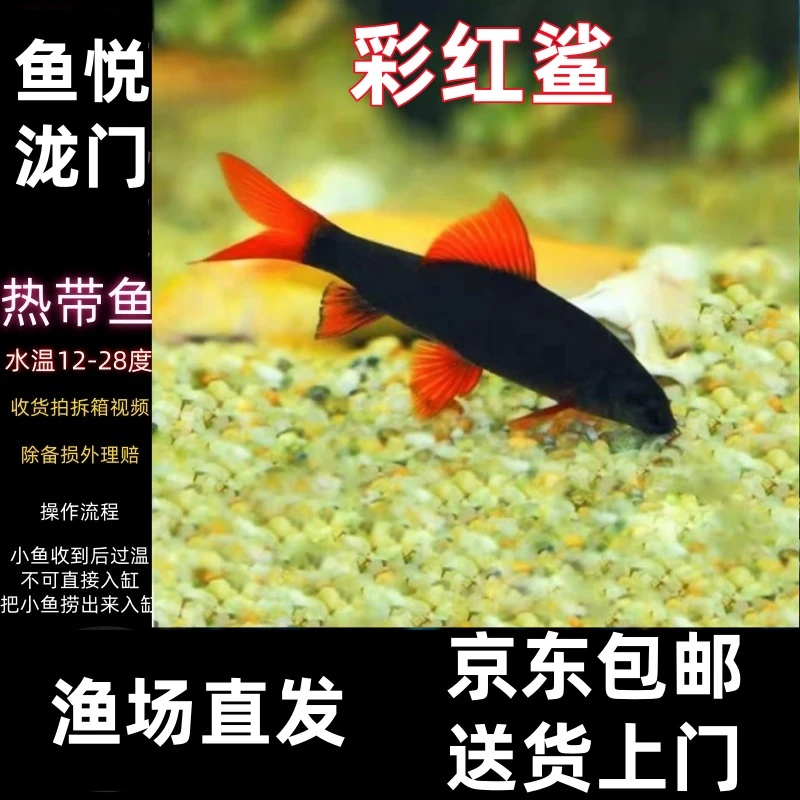 【彩虹鲨】清洁鱼可混养吸食底砂青苔残渣热带观赏鱼渔场批发观赏鱼