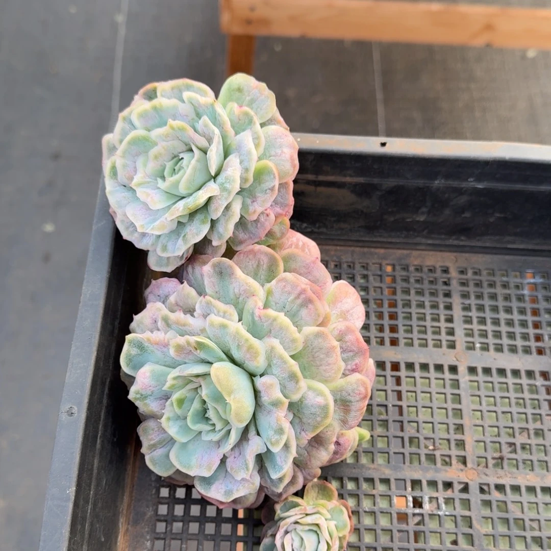 石化泡泡纱群锦上园艺一物一拍