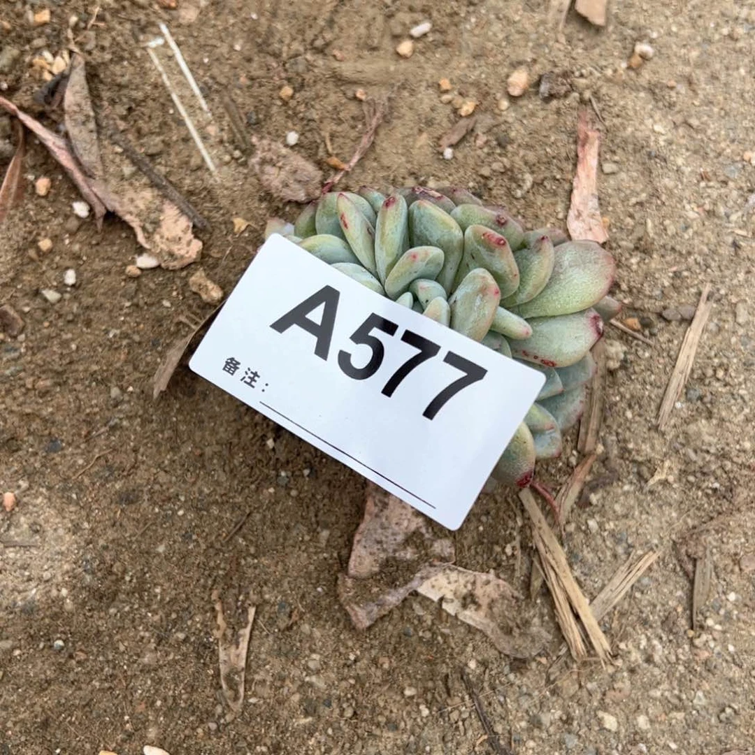 肉****?577 多肉多肉多肉多肉多肉