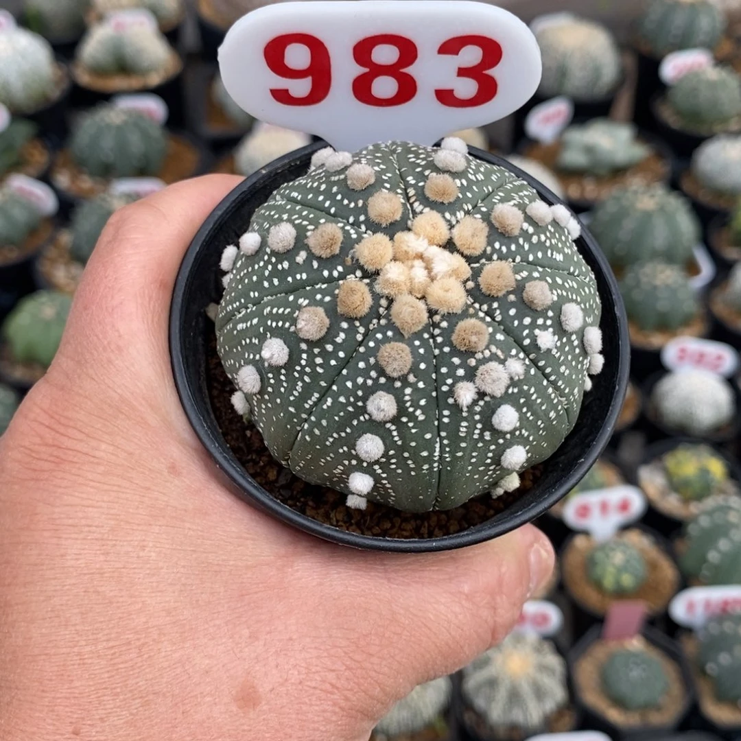 983特价福利来了来了