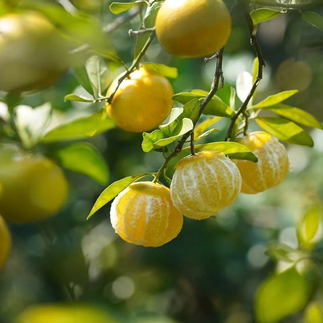 陆河本地皇帝柑新鲜现摘清甜多汁贡柑当季水果橘子桔子皮薄爆汁