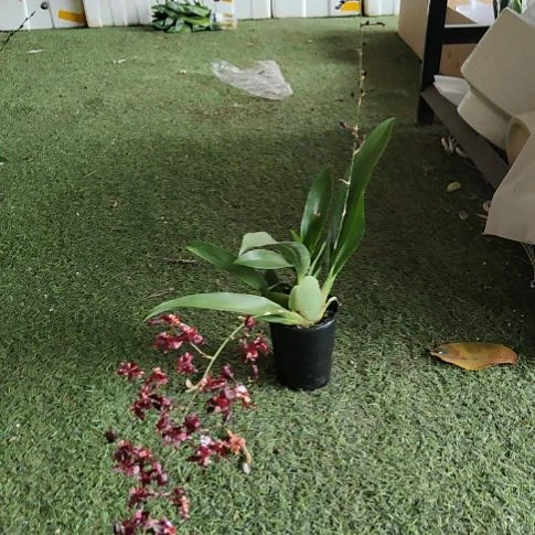 完全开放紫色带香味兰花