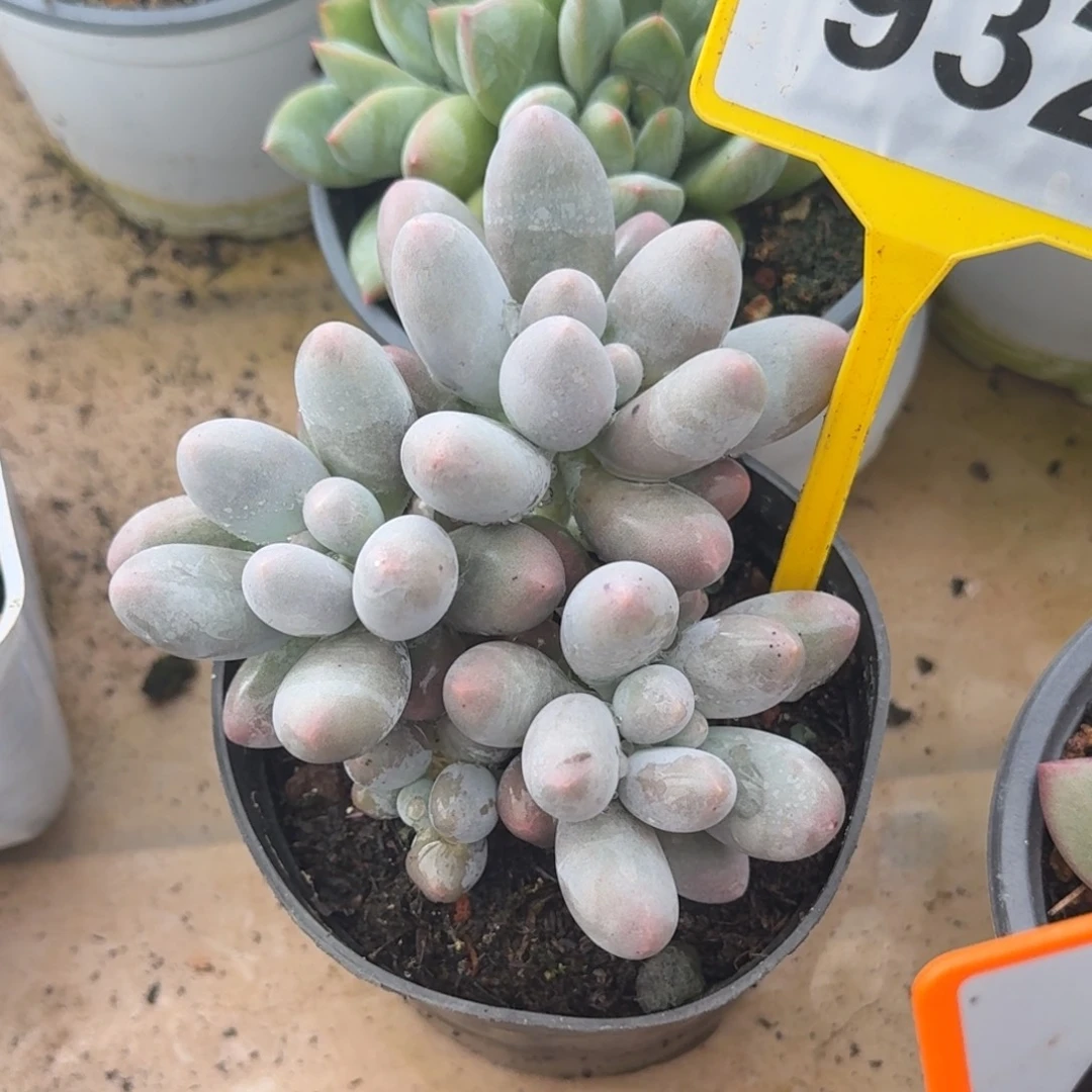 小汤圆多肉植物932