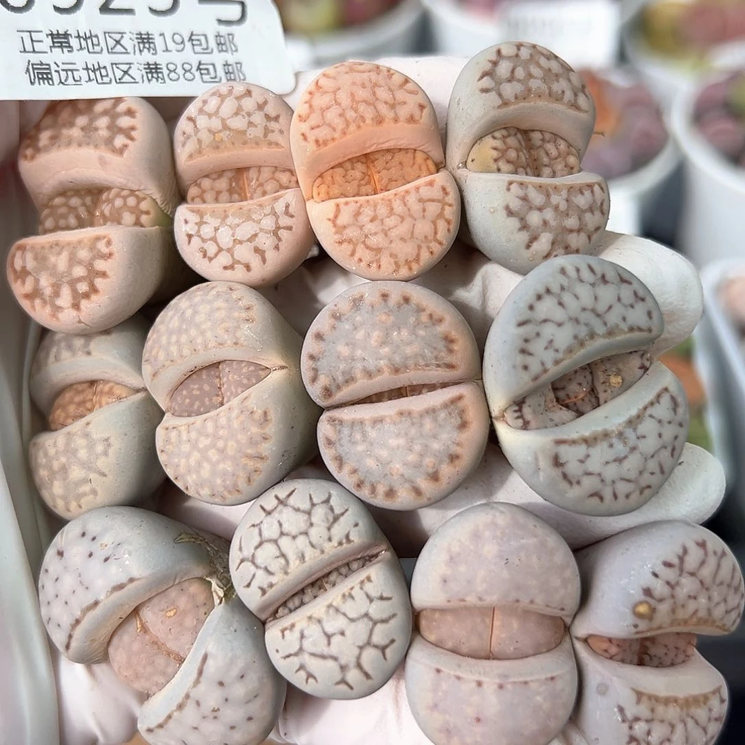 好养易活生石花大母本0925