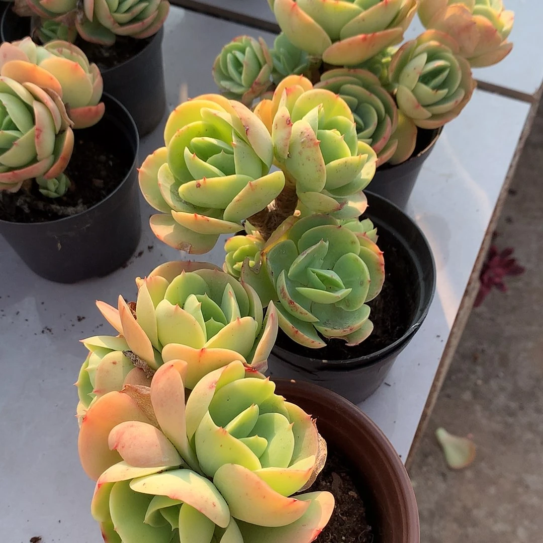 鸡蛋碧桃多肉三颗