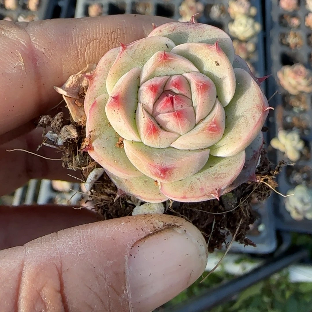 多肉小卡拉米糖心一物一拍