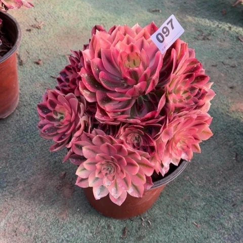 097粉女巫手捧多肉，