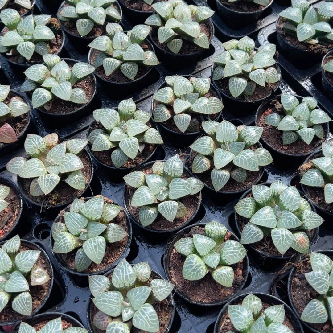 万象盆康平多肉植物一颗多肉