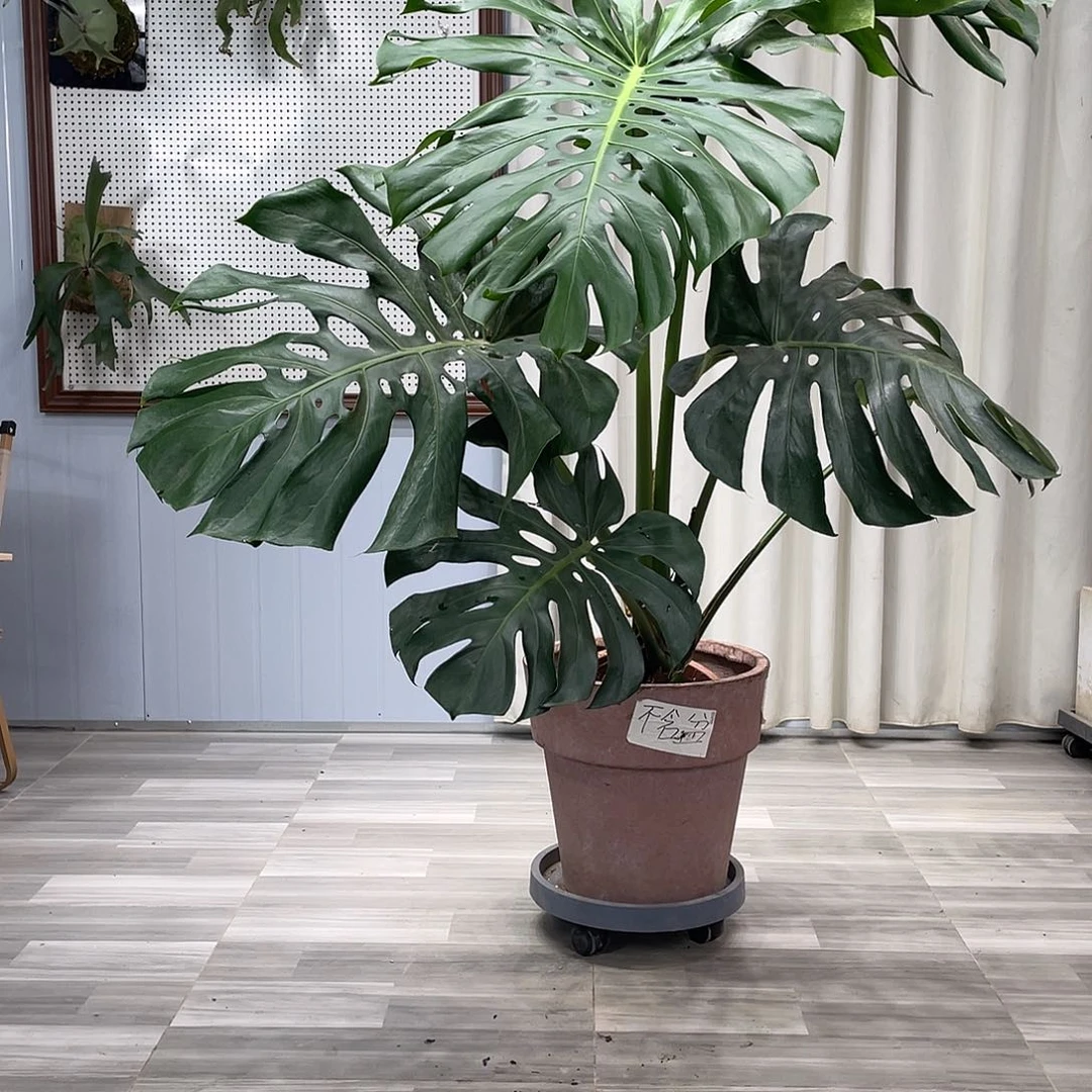 龟背竹的故事是这样