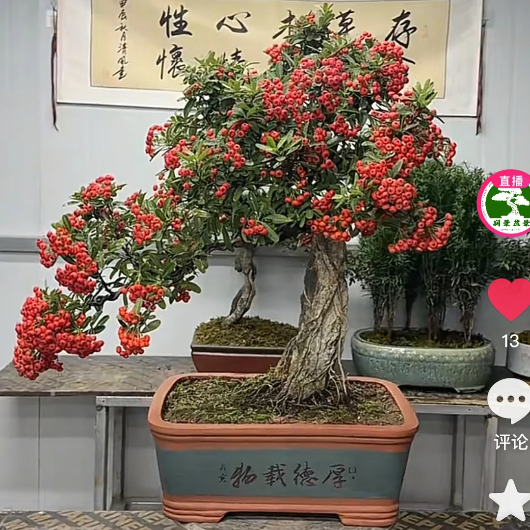 火棘盆景一物一拍植物吉祥果室内外好养，默认付款发出相对应盆景