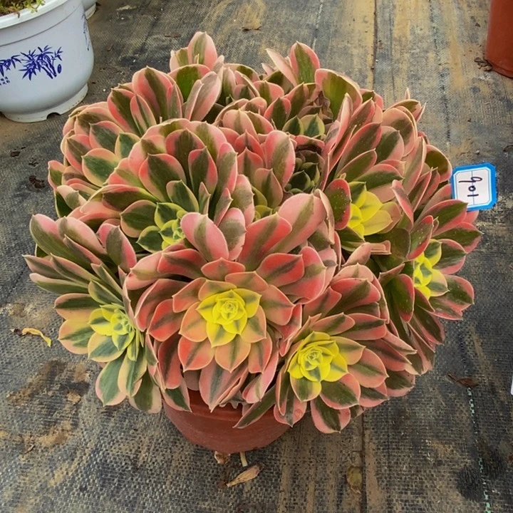 901绿体女巫多肉法师