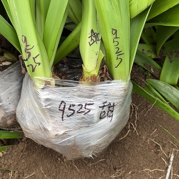 t***泯无花朵9525甜蜜妮芙坨