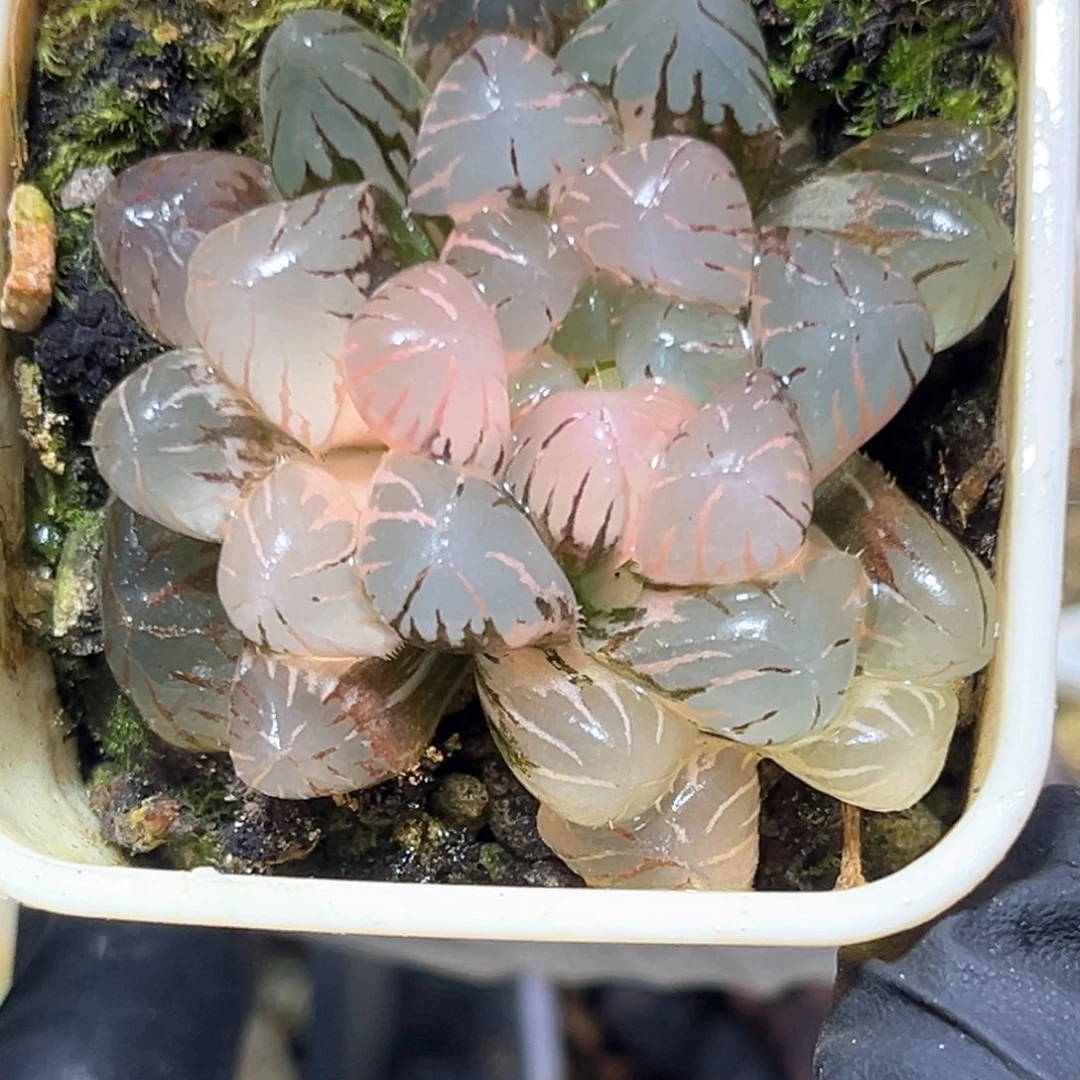 恭喜发财大吉大利3913