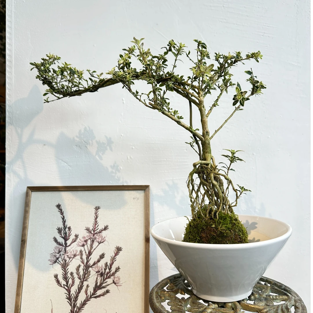 提根悬崖六月雪苔藓球