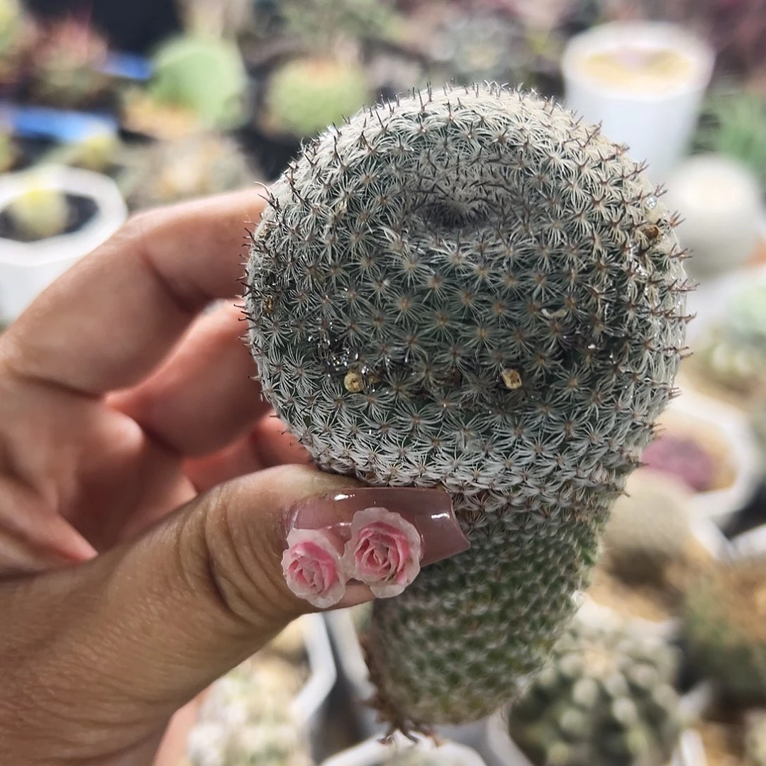 恋山言有根仙人球6666666