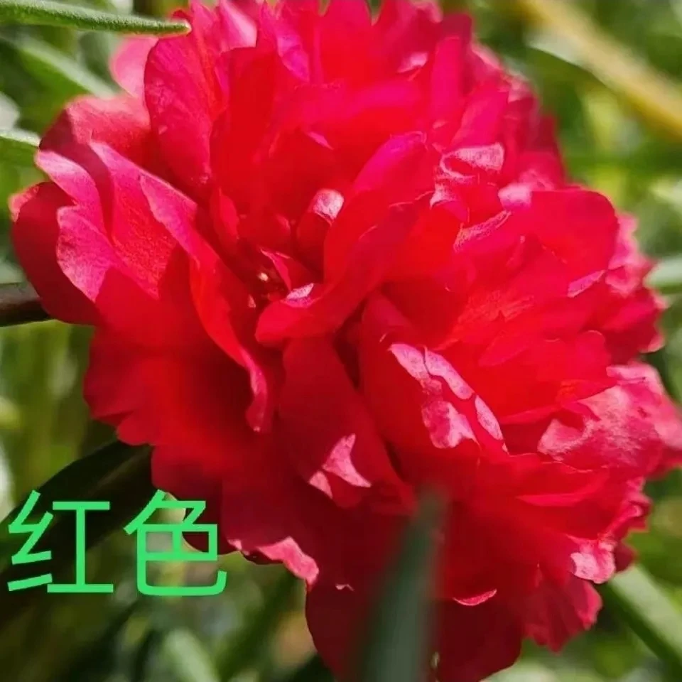 重瓣彩色太阳花多色大花四季常绿庭院花卉绿植玫红可养老桩太阳花