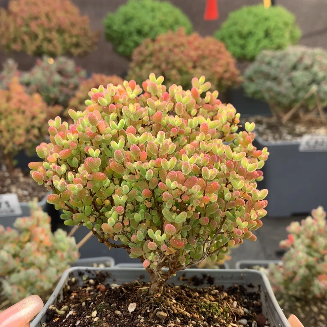 c372蜜橘糖球枝干番杏