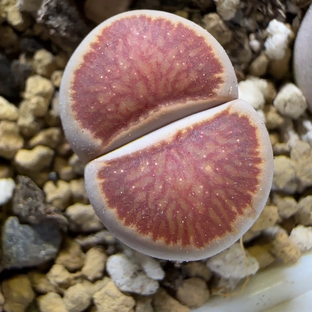 12.3.星空窗红窗菊.9132