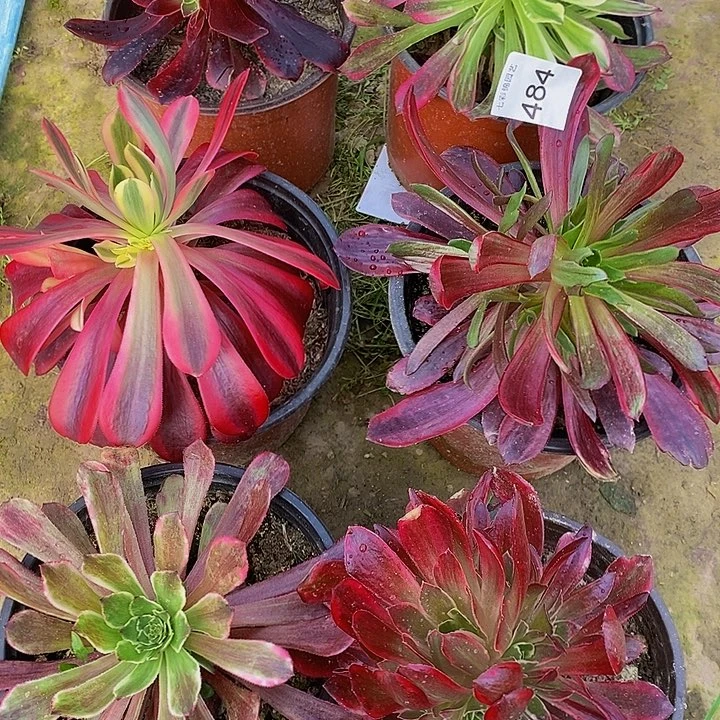 法师锦多肉组合484