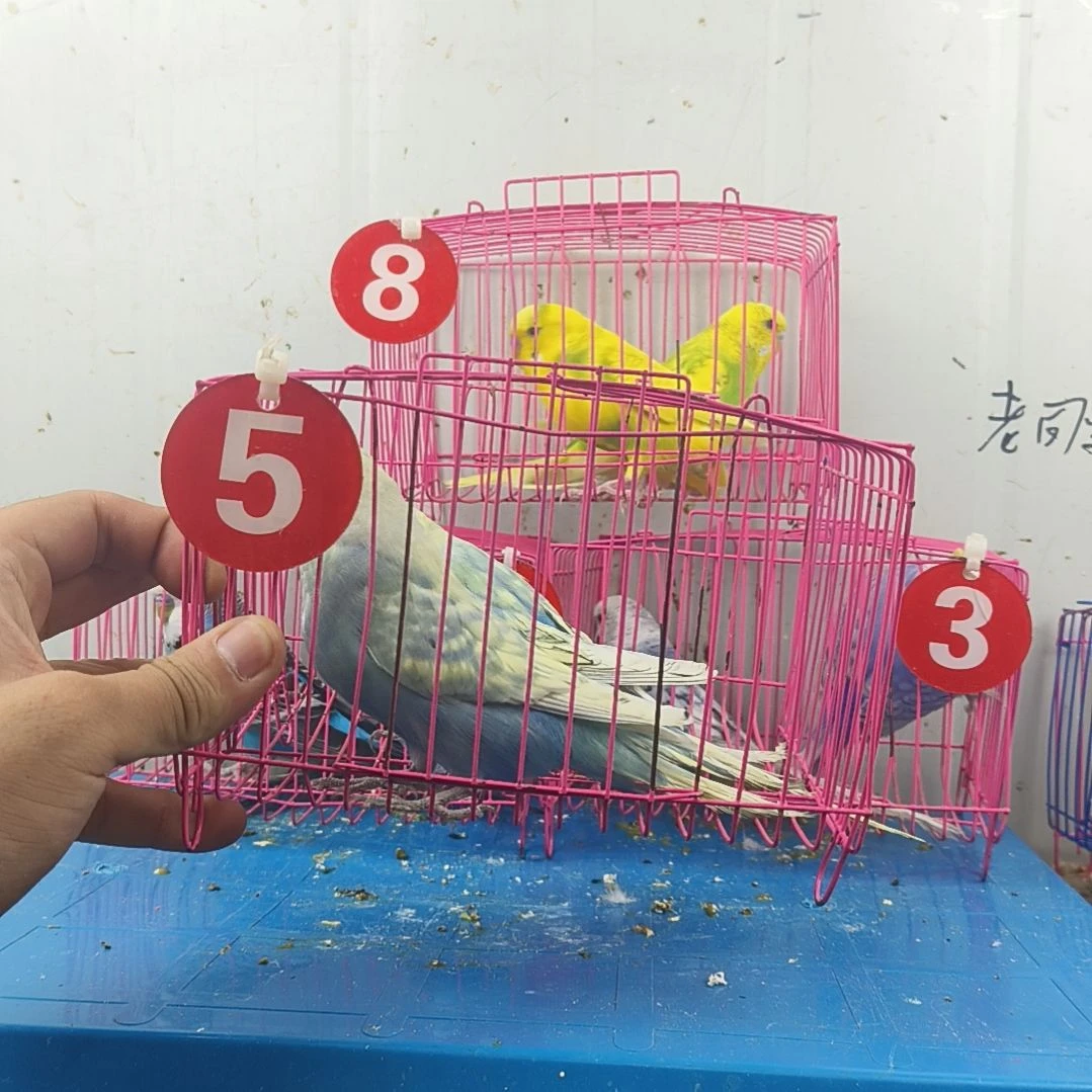****动虎皮鹦鹉大头鹦鹉