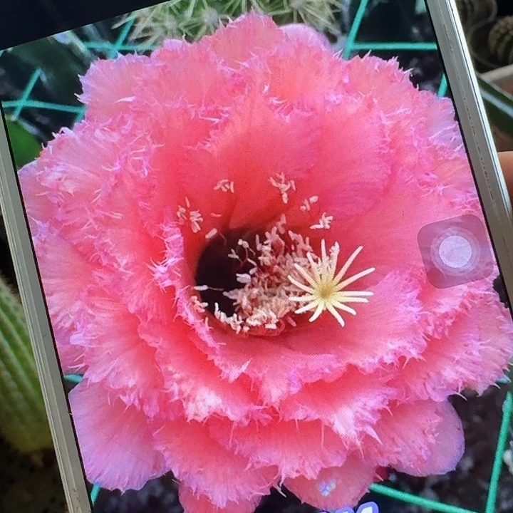 3-444 侧芽5公分毛花柱