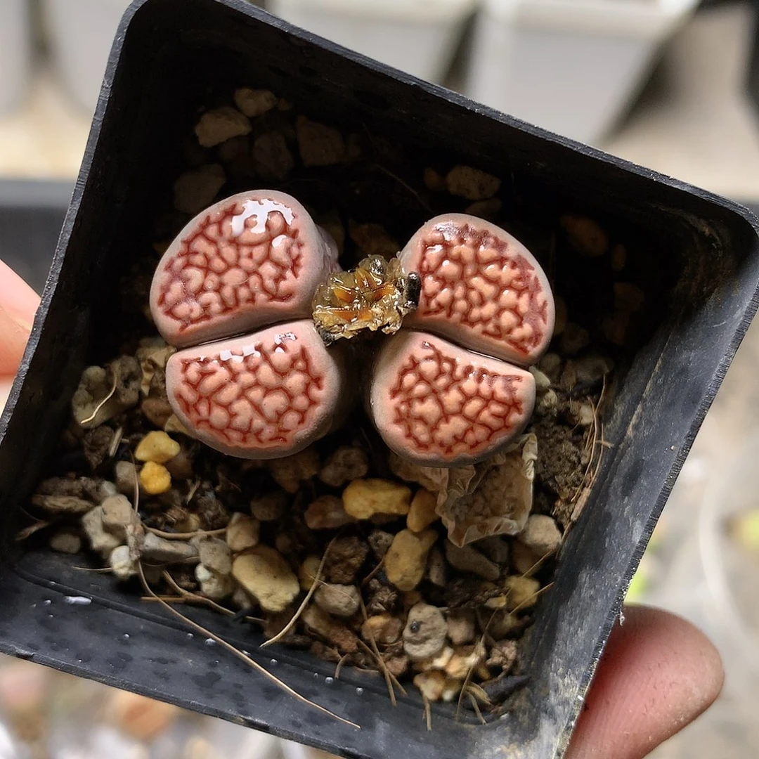 W160多肉植物保护