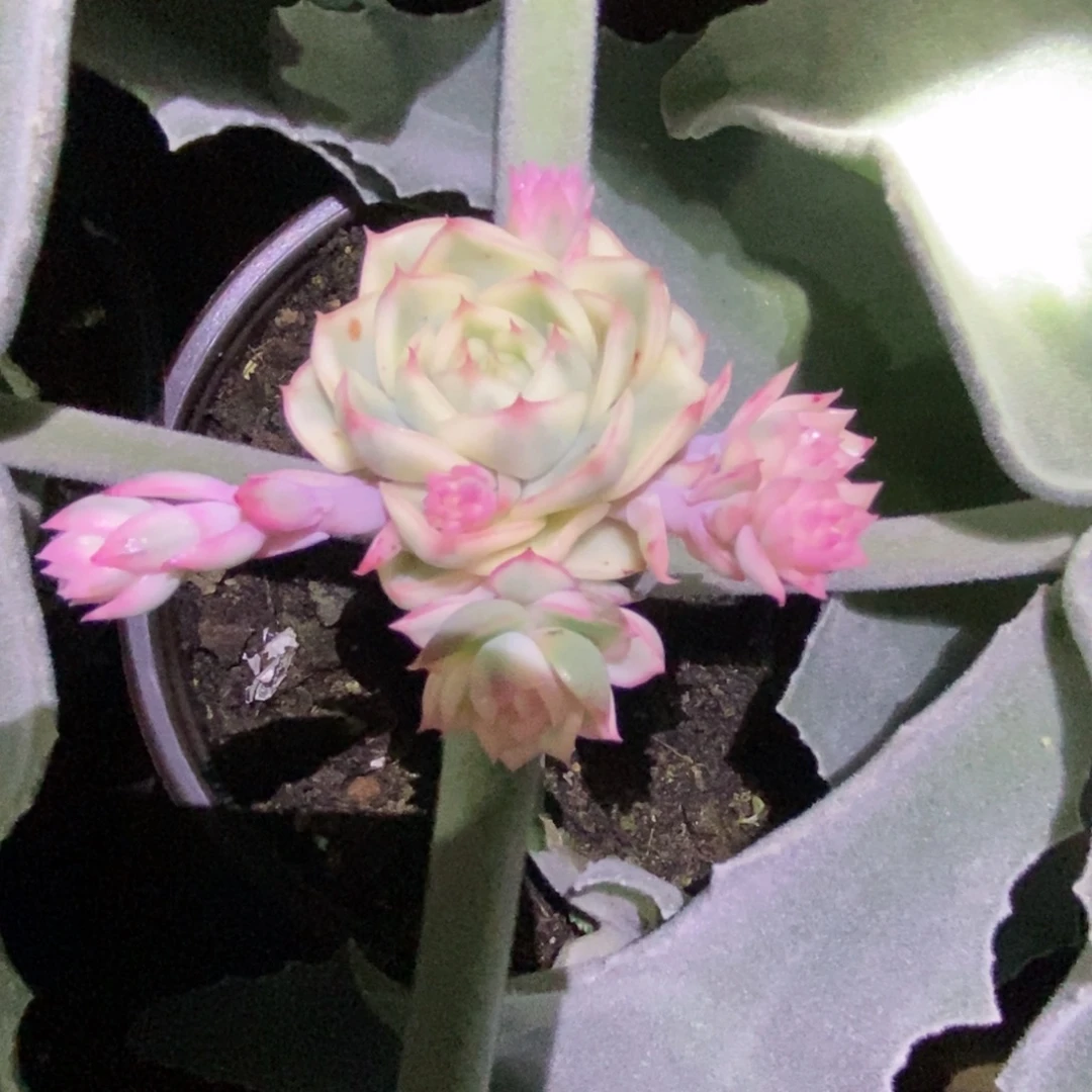 不开花植物琉璃盏锦群生