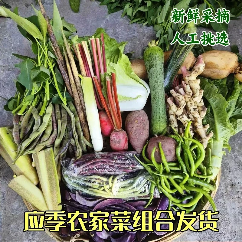 2025冬季时令蔬菜混搭湖南蔬菜组合农家自种新鲜组合蔬菜农家菜