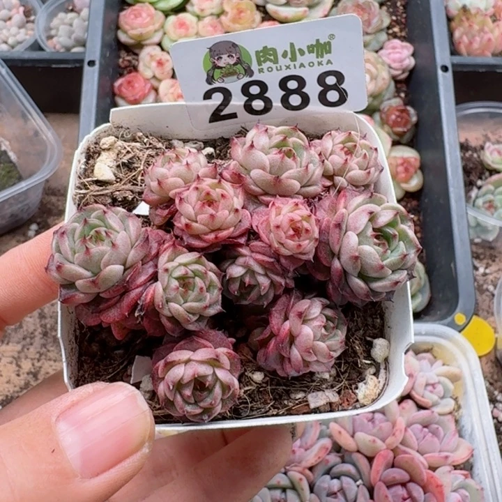 多肉植物多肉植物