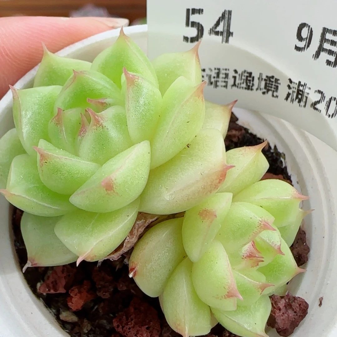 花语逸镜0919-54麦秆
