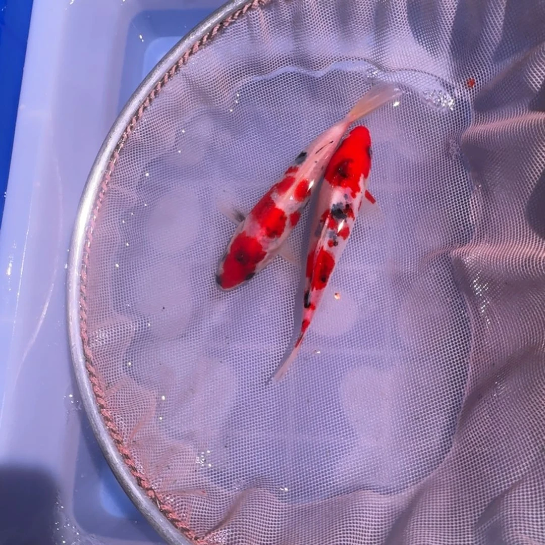 锦鲤精品锦鲤热卖中